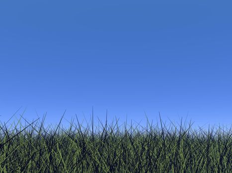 Close up on green grass and deep blue sky