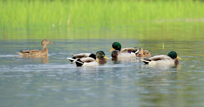 Group of mallard duck floating quietly on the water pond