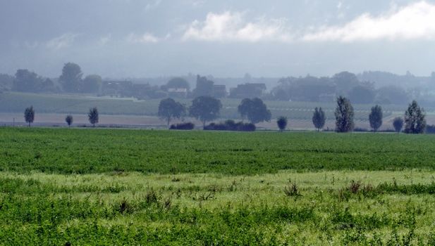 Geneva countryside in the morning with tree and mist, Switzerland