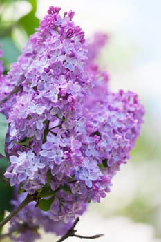 Branch of a pink lilac waves on a wind