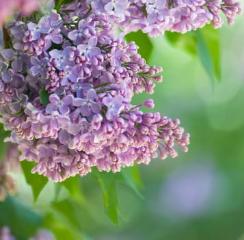 Branch of a pink lilac waves on a wind