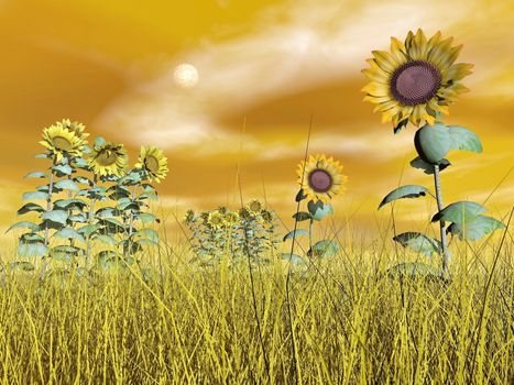 Several sunflowers standing out of yellow grass and brown cloudy sky with full moon