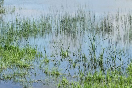 Close up on green grass and water pond