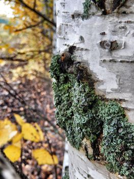 moss growing on birch.