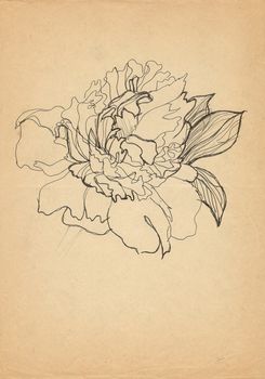 peony pen drawn on old paper