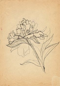 peony drawn on the old paper