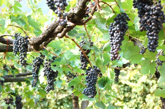black bunches of grape in the vineyard