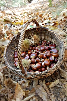 Chestnut harvest in a wicker basket closeup