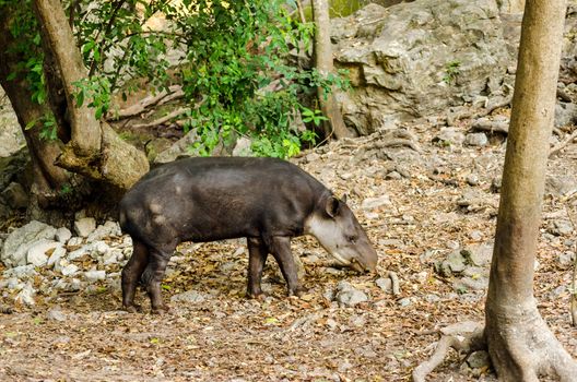 View of a tapir in Chiapas, Mexico