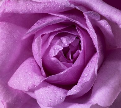 detail of a wet pink rose flower