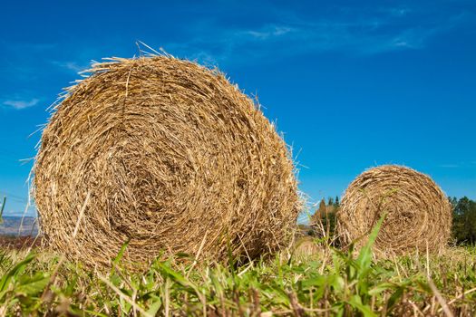 Hay bale rolls in a green paddock in Queensland, Australia