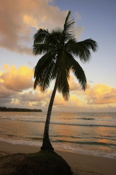 Leaning palm tree at Las Terrenas beach at sunset, Samana peninsula, Dominican Republic