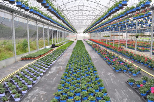 line of flowers in a Greenhouse, interior