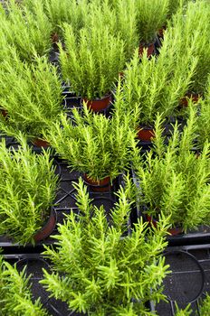 lines of rosemary plants in basket in a greenhouse