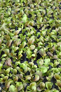 line sof healthy green lettuce growing in pots