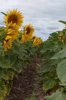 Flowering sunflowers on background of cloudy overcast sky.