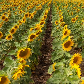 Field with rows of sunflowers.