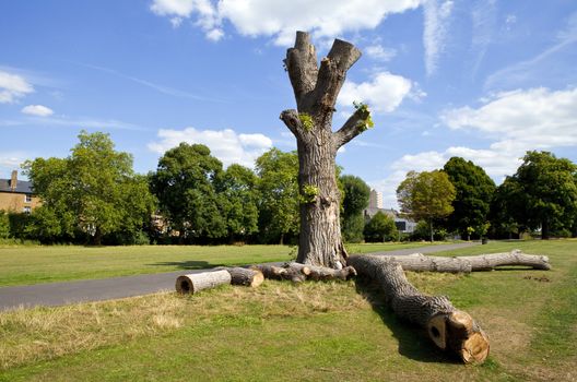 The beautiful Brockwell Park in Brixton, London.