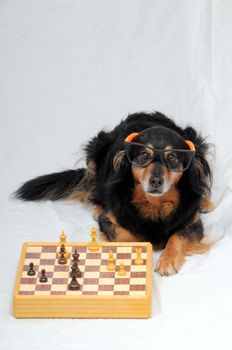 One Smart Black Dog Playing Chess on a White  Background