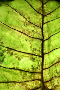 Closeup of Leaf surface details