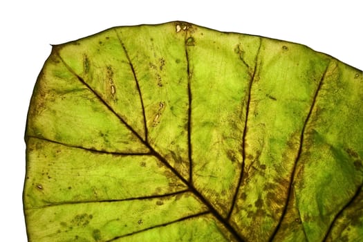 Closeup of Leaf details in white background