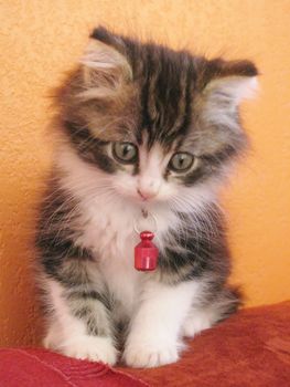 kitten on a red cushion is looking down