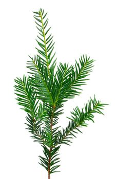 Branch of Christmas tree on white background