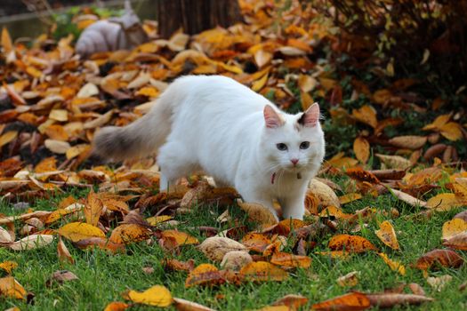 a white cat inthe garden at autumn, with yellow foliage