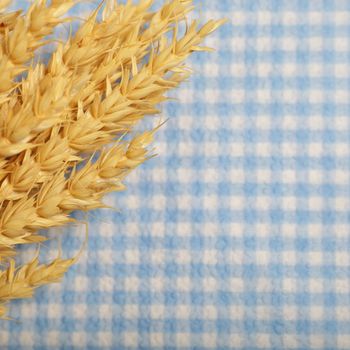 Ripe golden ears of wheat lying on a fresh blue and white checked cloth with copyspace