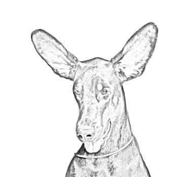 Drawing of Cute ears of dobermann dog isolated on white