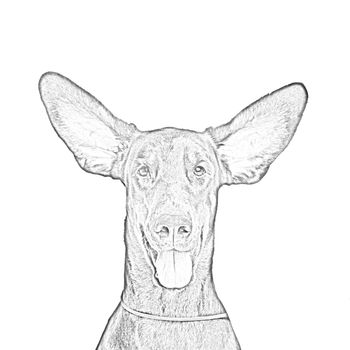 Drawing of Cute ears of dobermann dog isolated on white