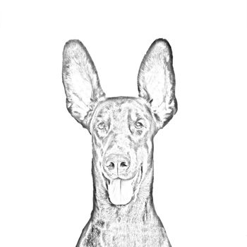 Cute ears of dobermann dog