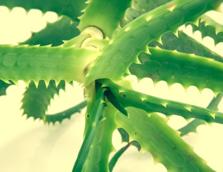 Aloe Vera