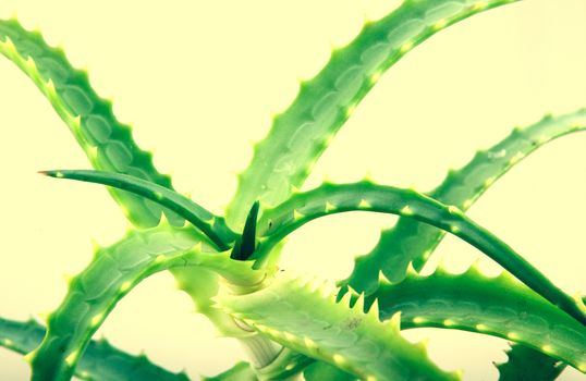 Aloe Vera