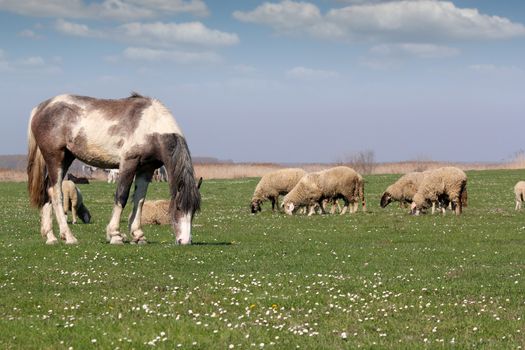 horse and sheep on pasture farm animals