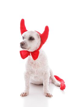 Naughty devil dog in costume horns and tail.  White background.