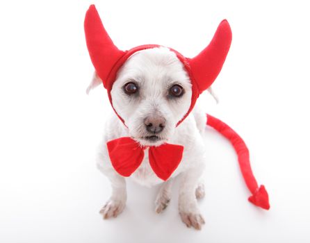 Little dog with devil horns and tail