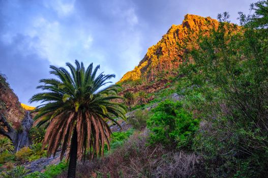 Palms near Masca village with mountains, Tenerife, Canarian Islands