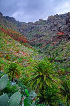 Palms near Masca village with mountains, Tenerife, Canarian Islands