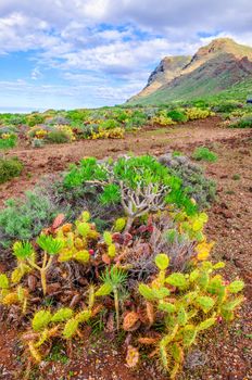 Cactuses on north-west coast of Tenerife, Canarian Islands