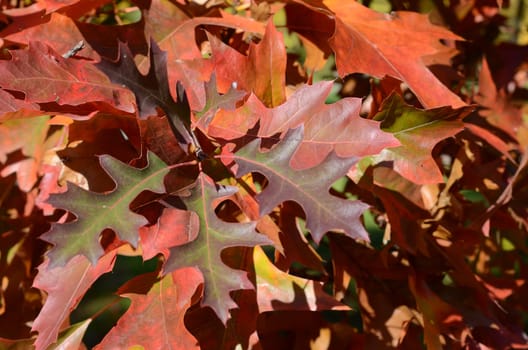 autumn