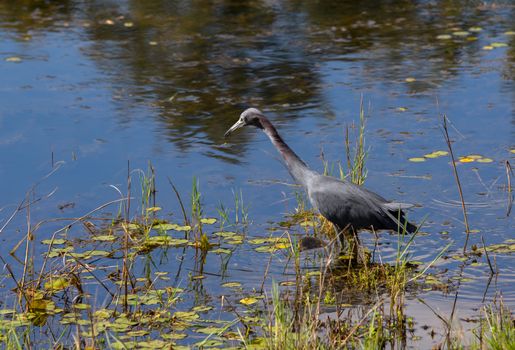 This Little Blue Heron carefully searches the waters for its catch.