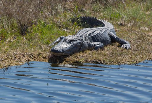 This alligator is basking in the Sun on the bank of the wetlands in Florida.