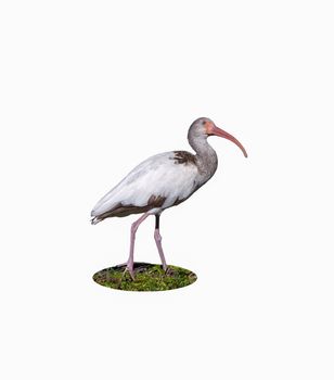 The coloring of this White Ibis indicates it is a juvenile. The upward gaze seems to exhibit curiosity and wonder.