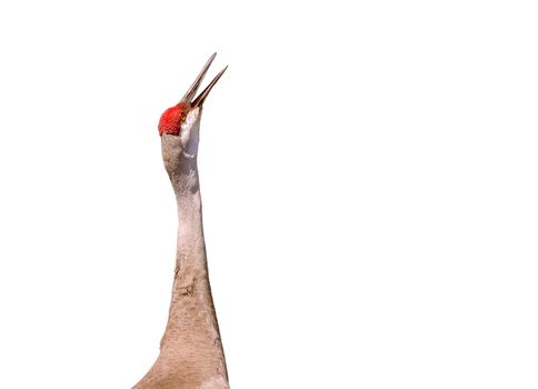 This Sandhill Crane has its head thrown back and is generating a trumpeting sound to inform other sandies it is near by.
