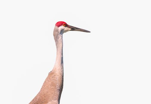 This Sandhill Crane is isolated on a white background and is intently gazing ahead.