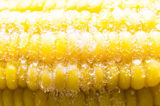 Sweet corn out of the refrigerator.