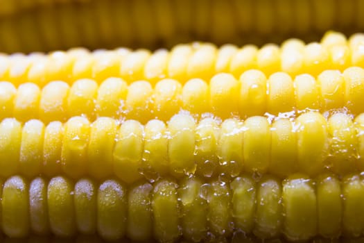 Sweet corn out of the refrigerator.