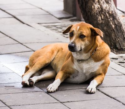 A dog on the street somewhere in Bangkok, Thailand