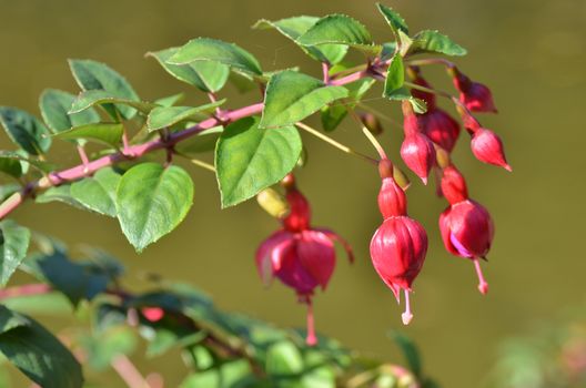 Late summer blooming fuchsia